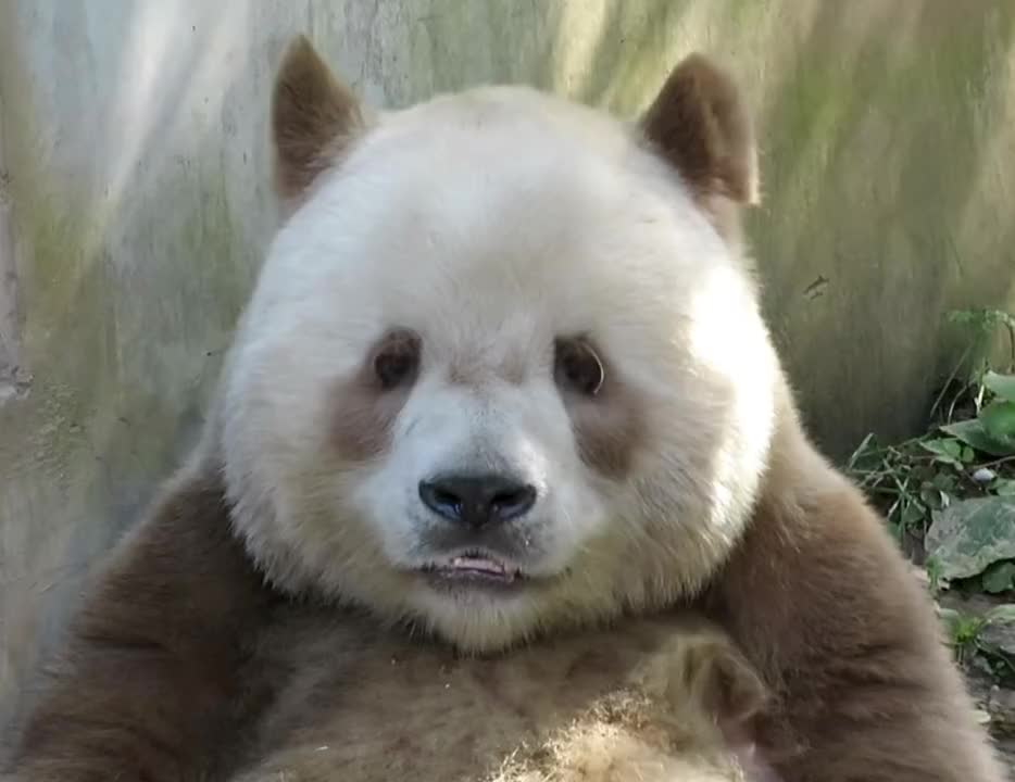 @ショウキンキ
