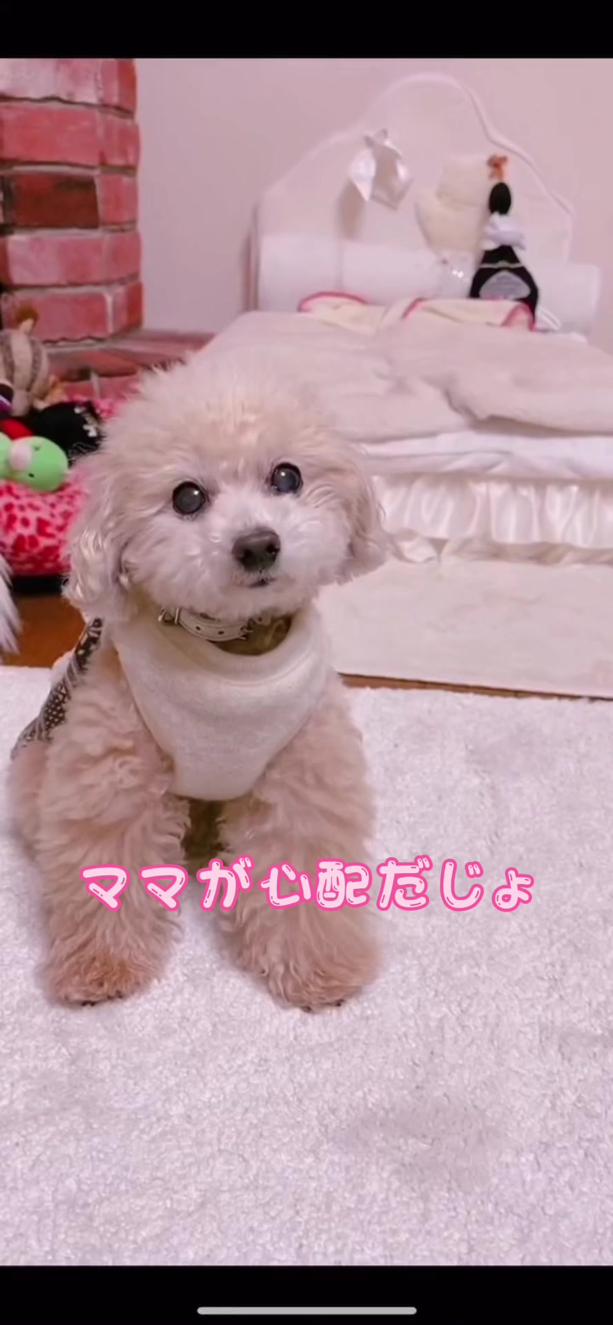 @🍮🍓プリッフィー🍮🍓