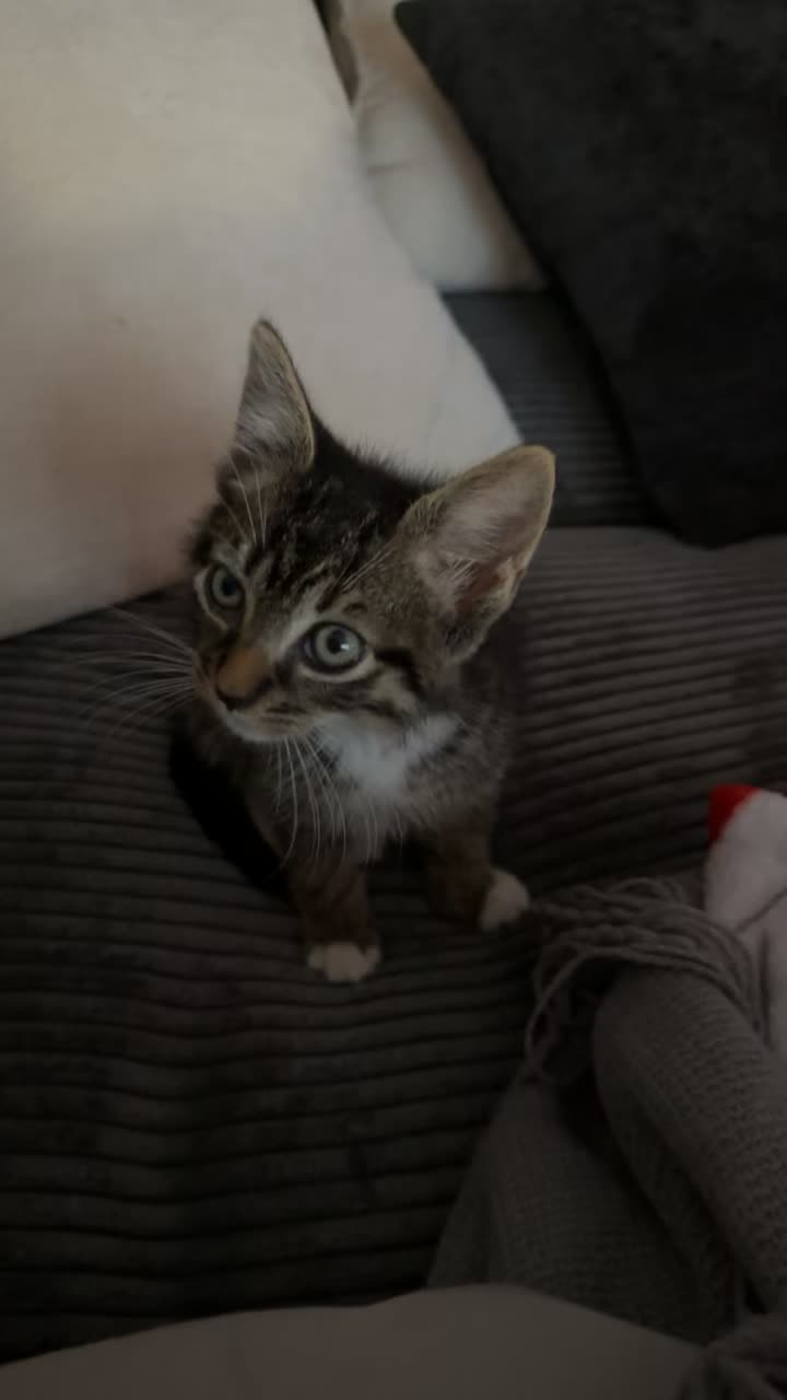 @KittyFam