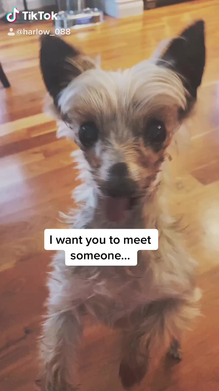 @Harlow the Yorkie
