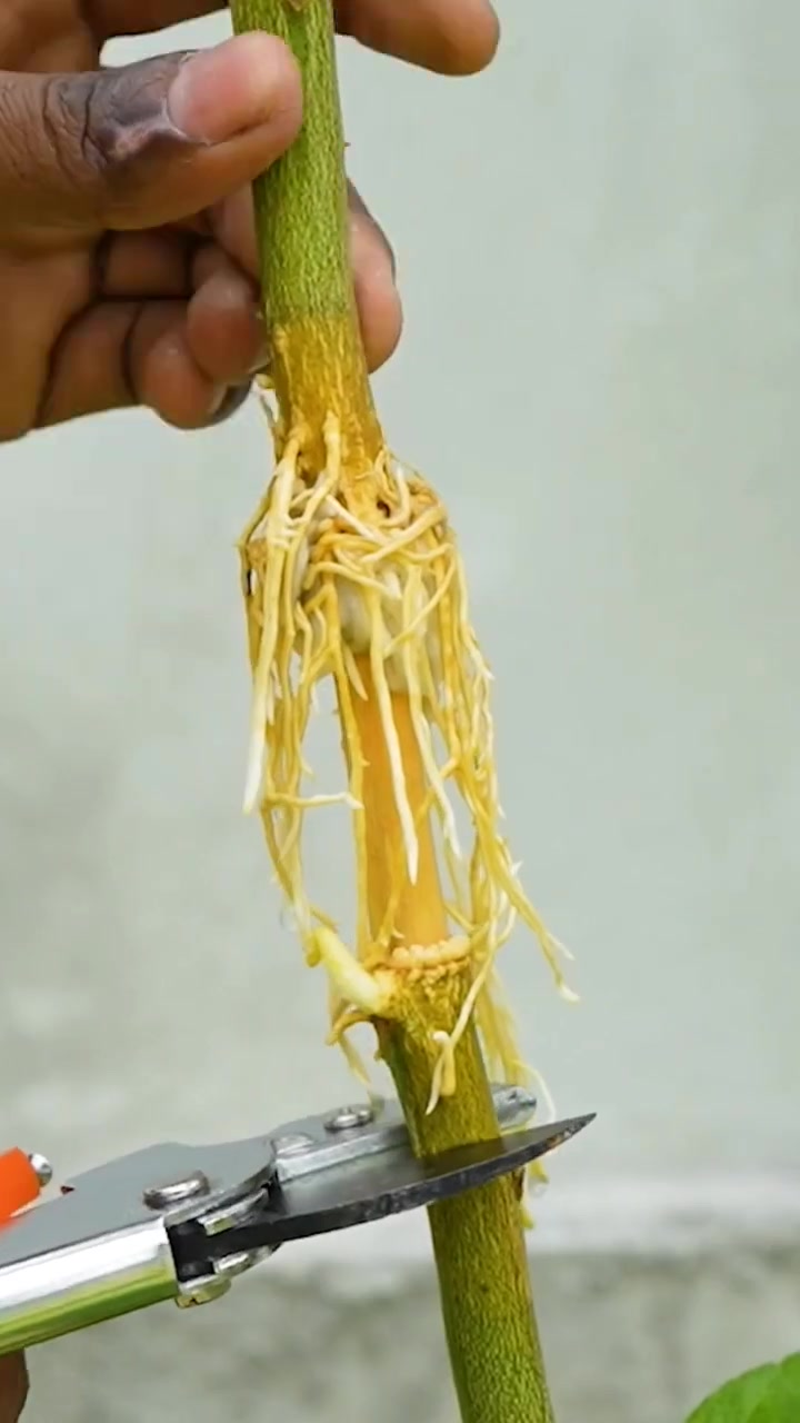 @নীল
