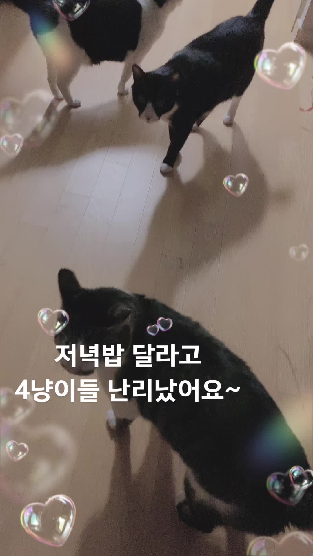 @lifewithkitty