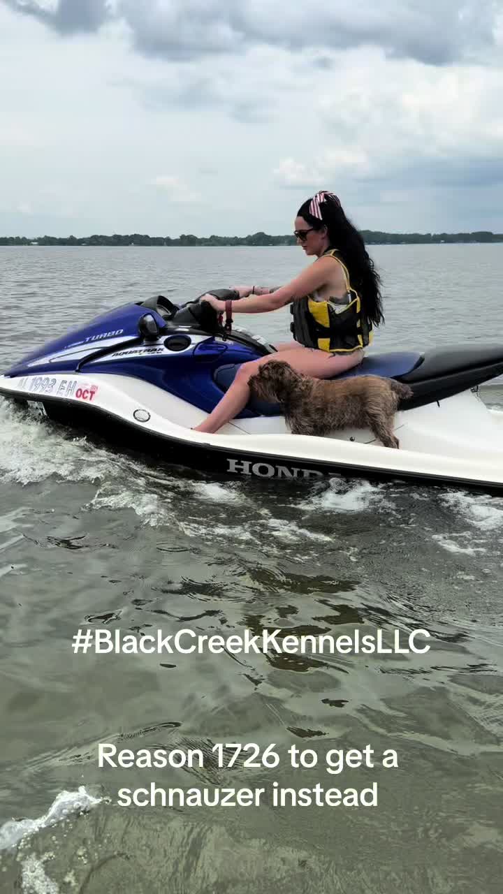 @Black Creek Kennels Schnauzers
