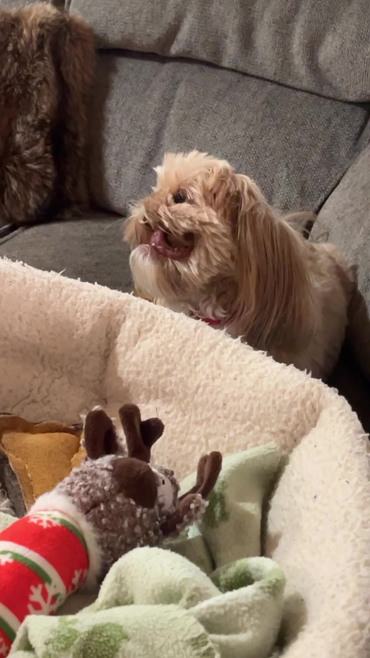 @Dr. Max and Ollie 🐶