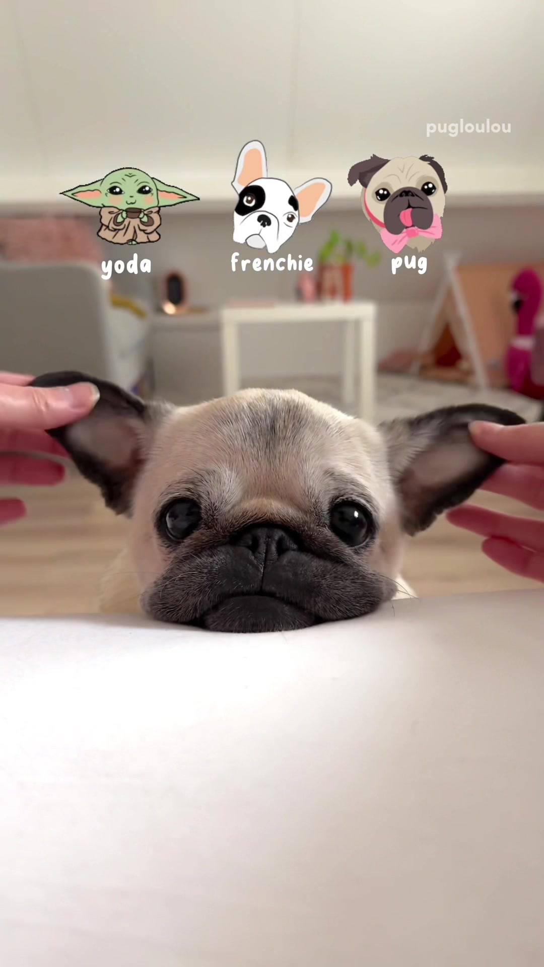 @Loulou the Pug