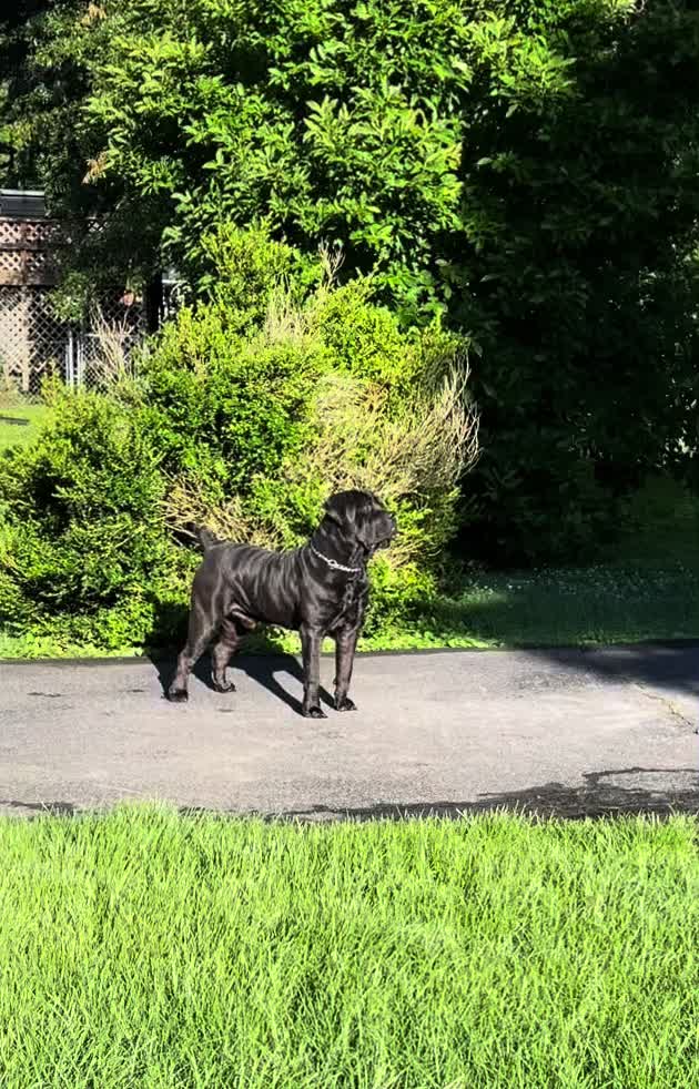 @kyboerboels