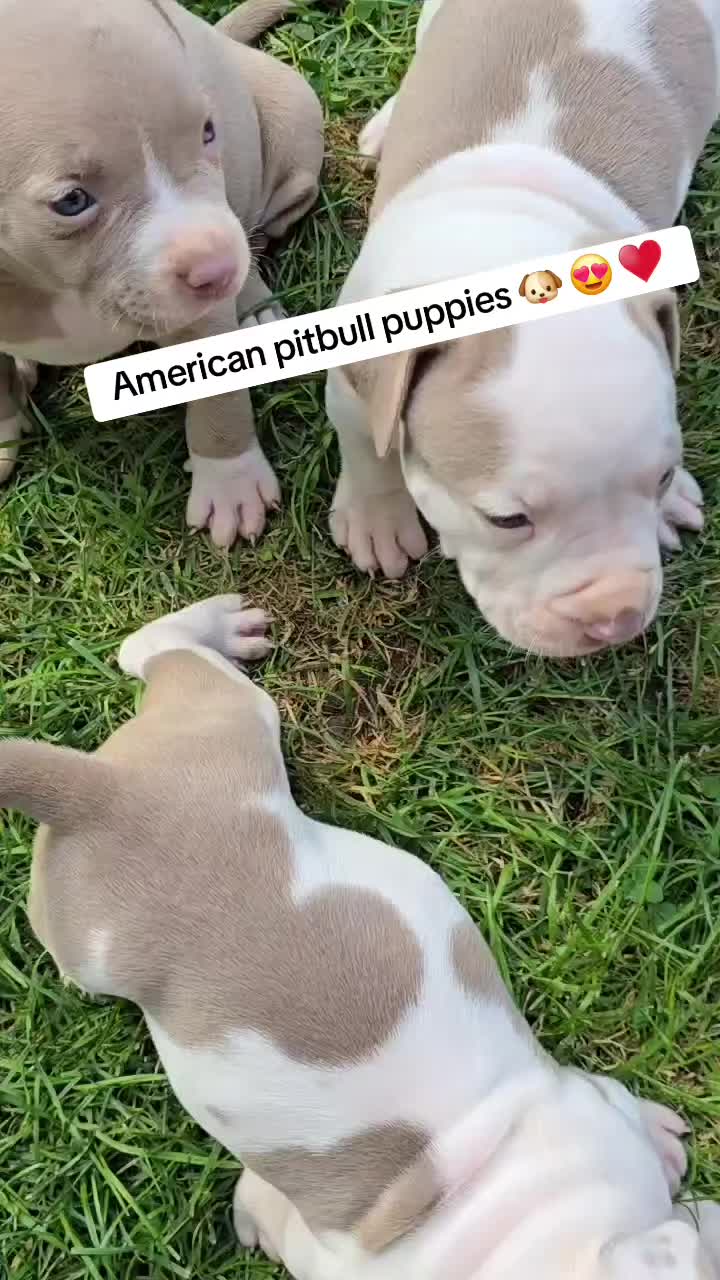 @djakobulls