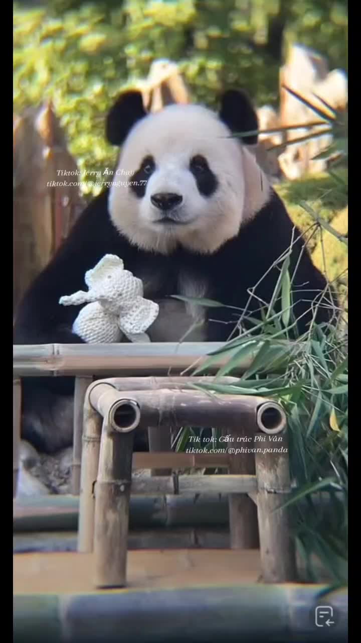 @Gấu tr&uacute;c Phi V&acirc;n