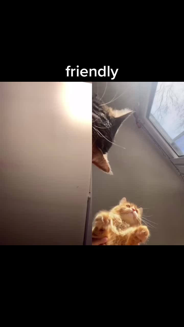 @tedtheyorkie