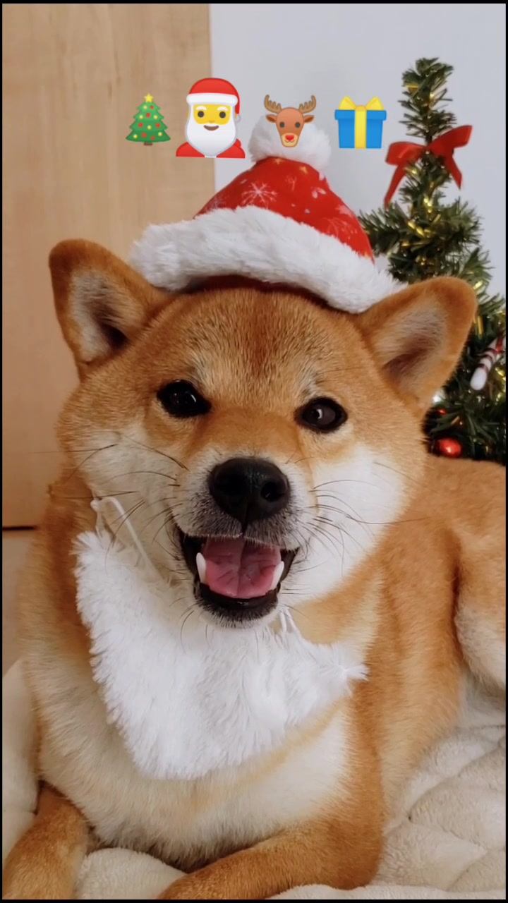 @柴犬コマリ