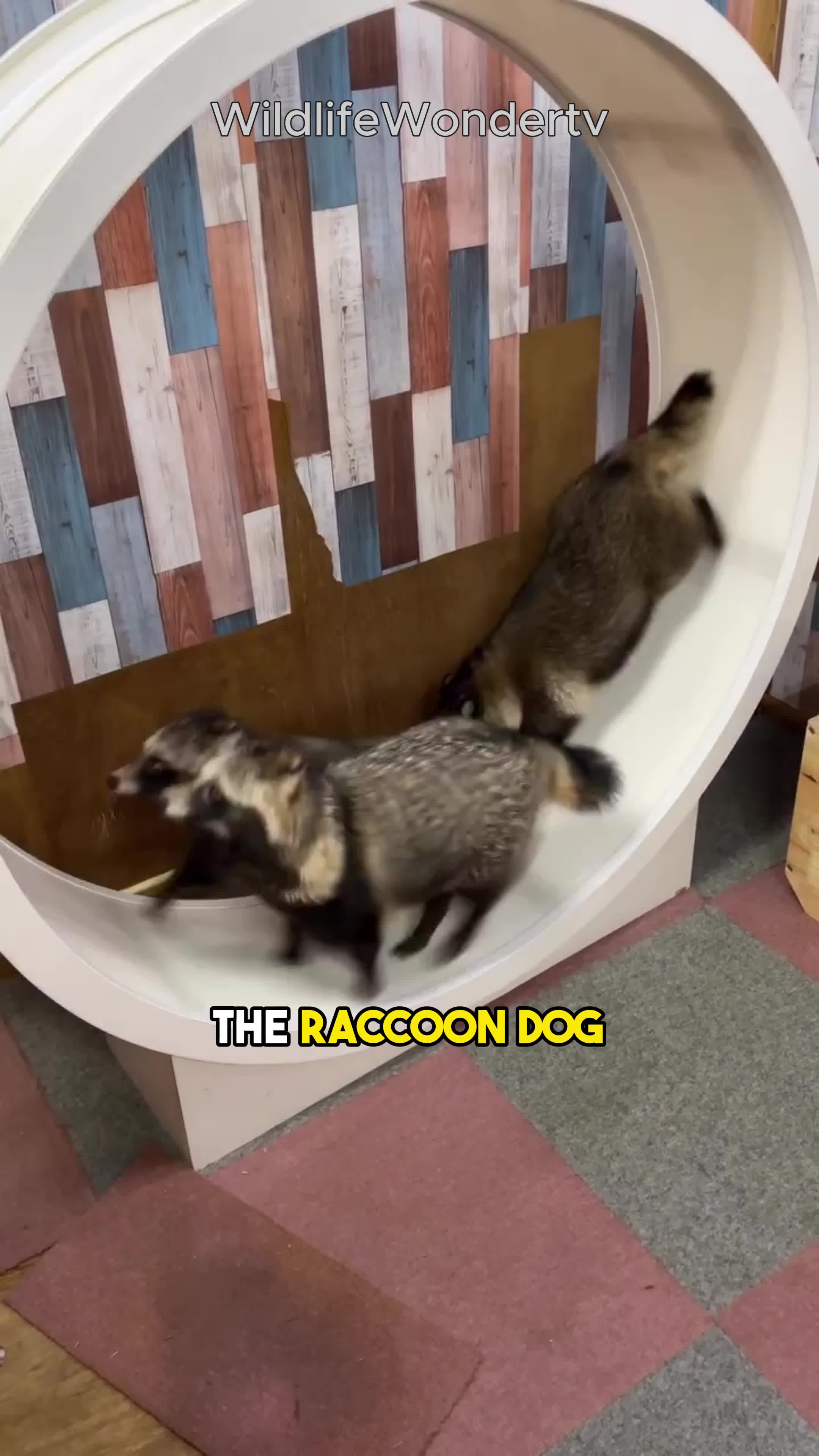 @WildlifeWonderTV Animal Facts