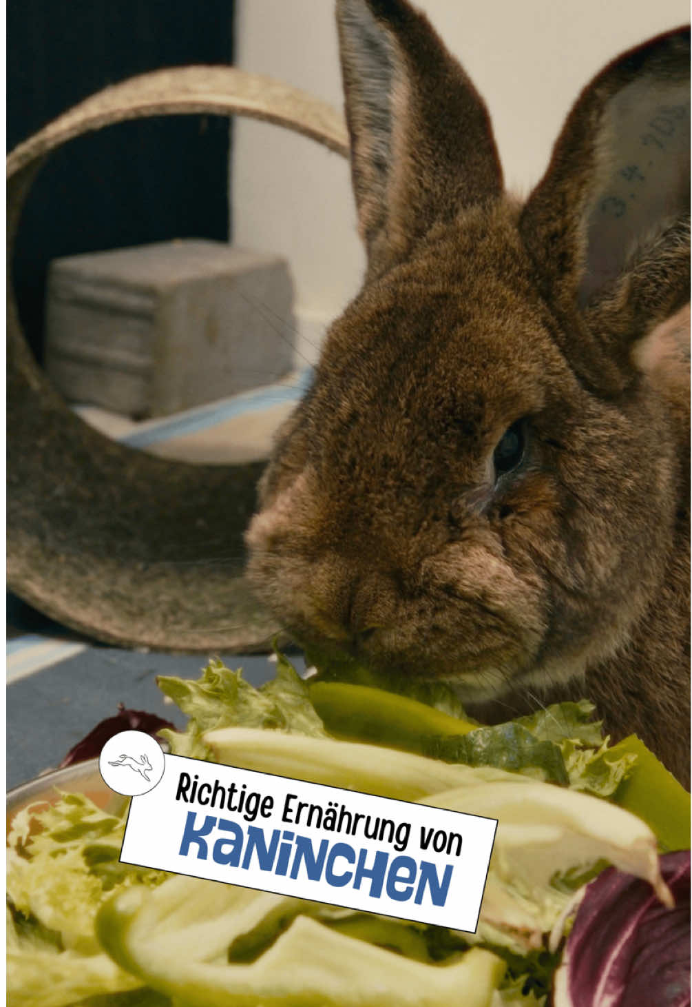 @Tierheim_Bremerhaven