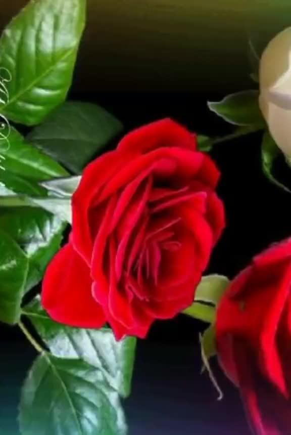 @ninareg55