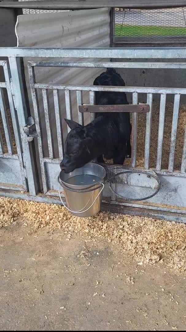 @Farmer Moo