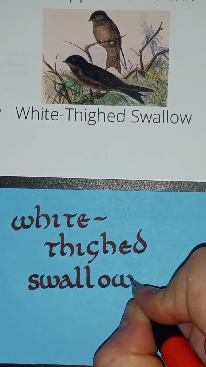 @Sweary Calligraphy