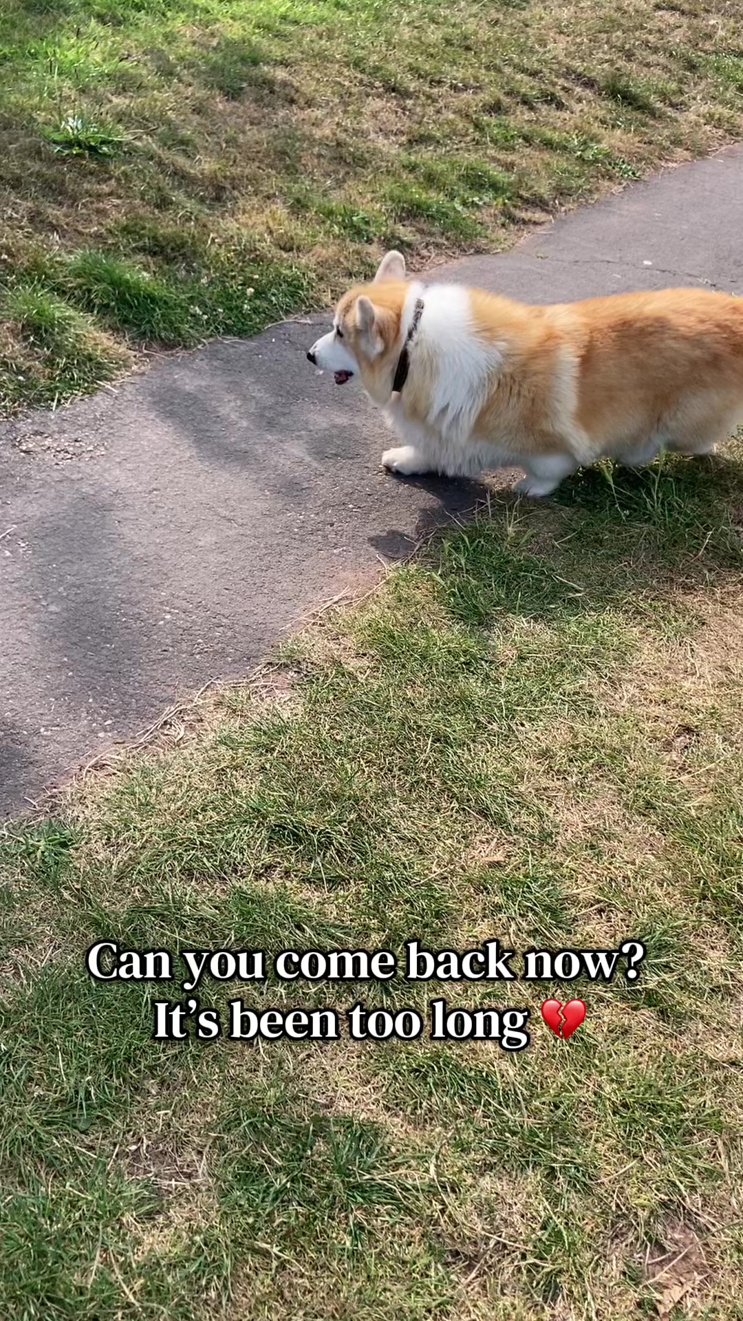 @Marmite🪽Toastie, Nala ♡