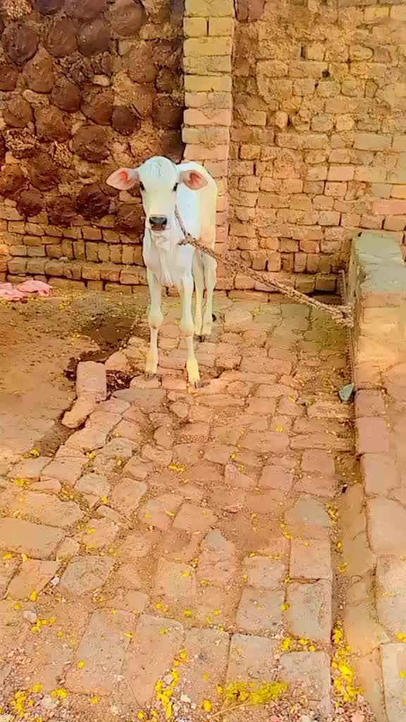 @Ali Annab