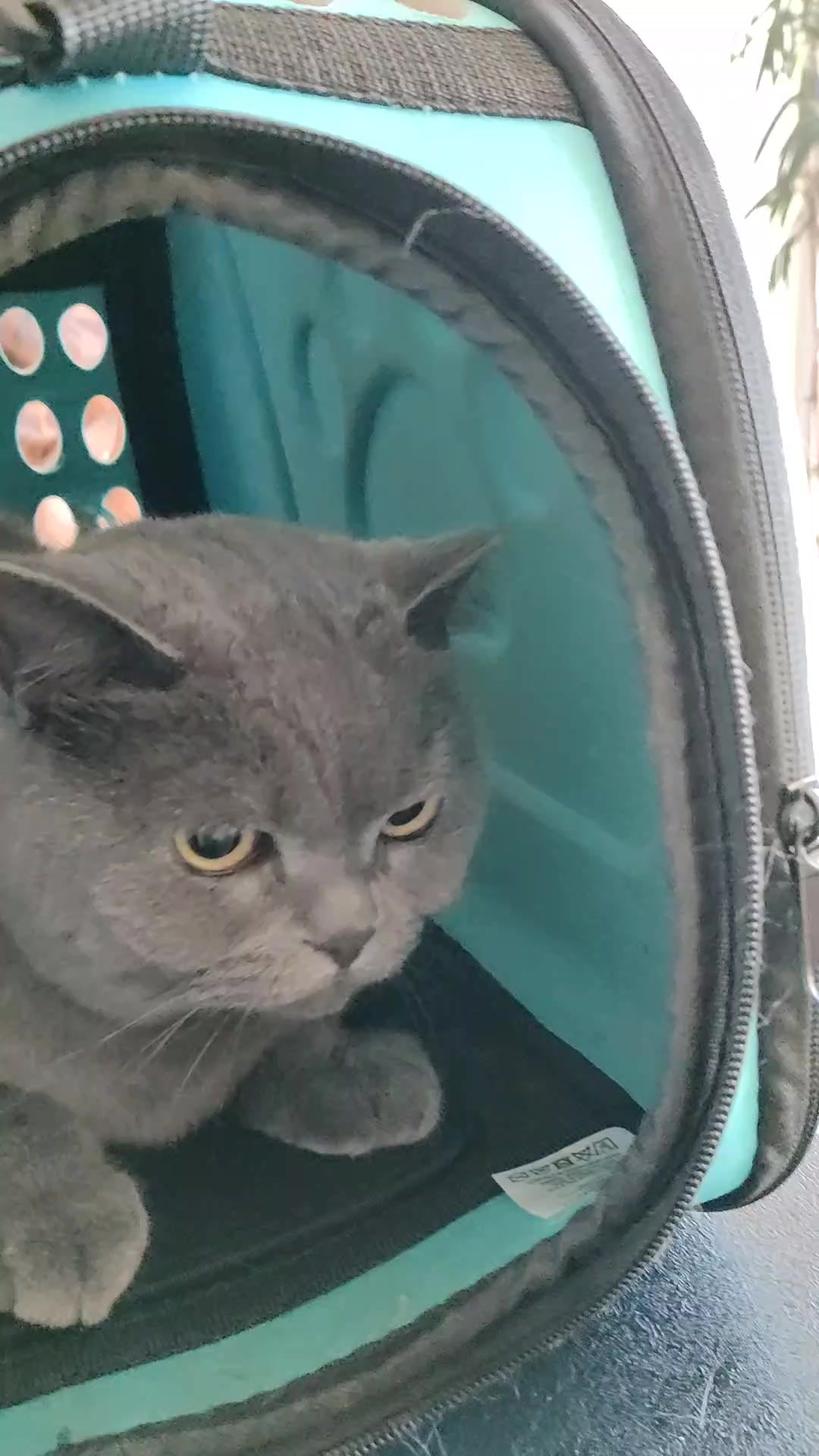 @Richard the Bengal cat