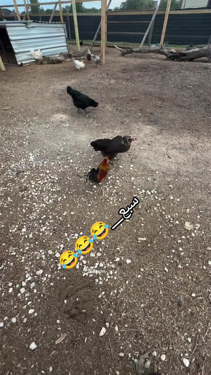 @دواجن الياس🐔🐔🐔