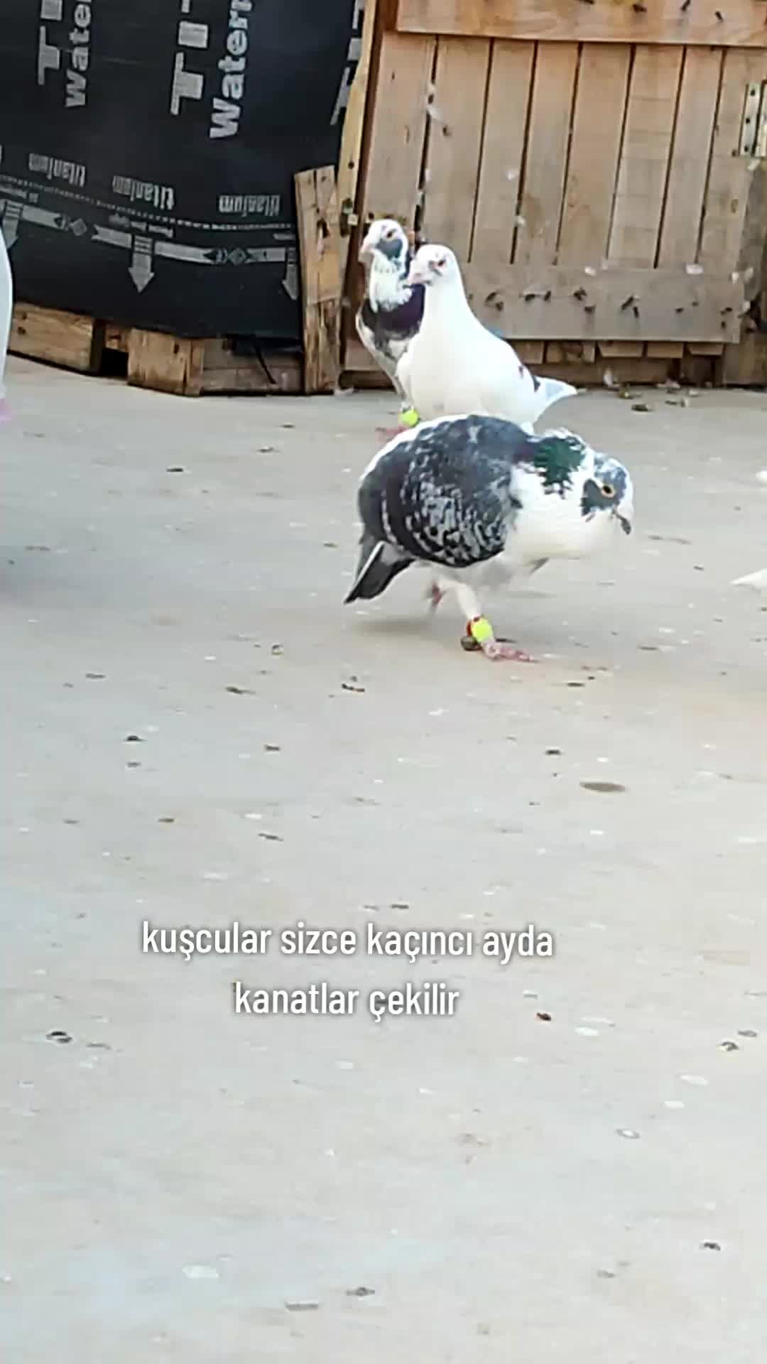 @👑 postacı 👑