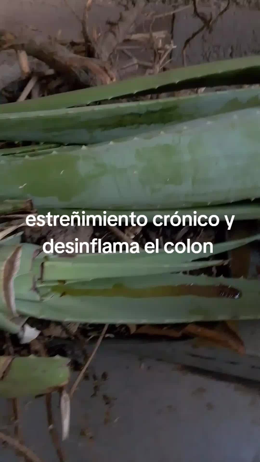 @vanessa plantas