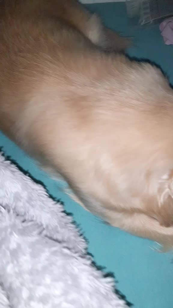 @sissi_dog