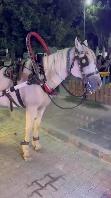 @Nilüfer isa türek