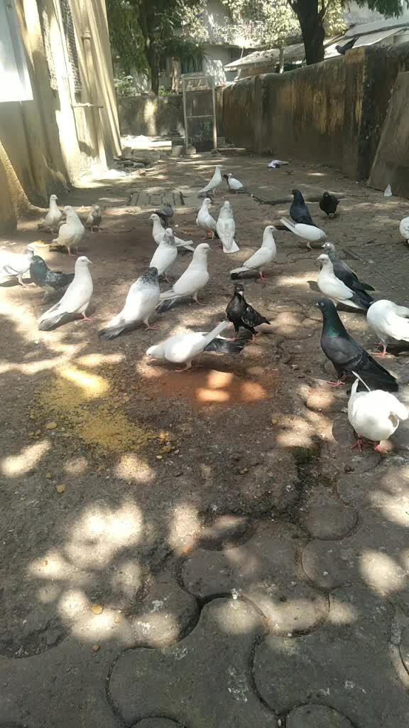 @Rahul Walmiki765