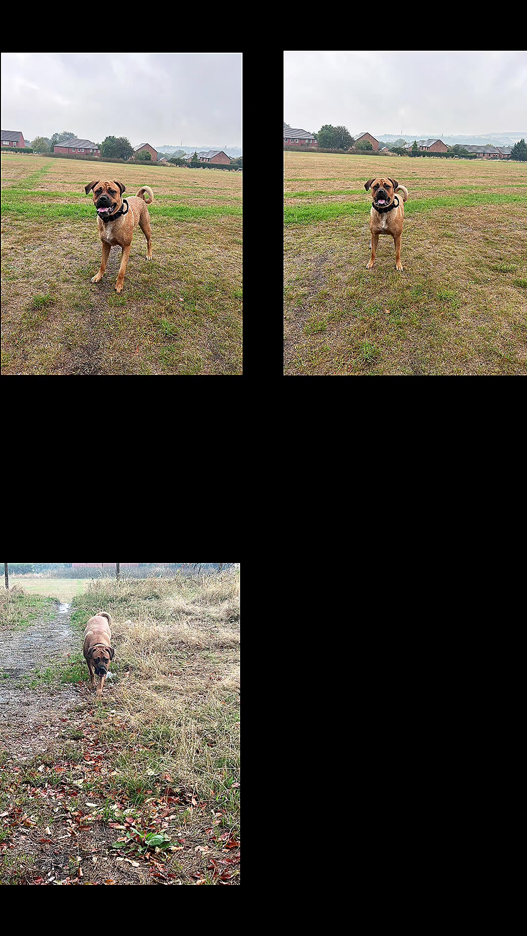 @💕Sara💕 SpartanMastiffs💕