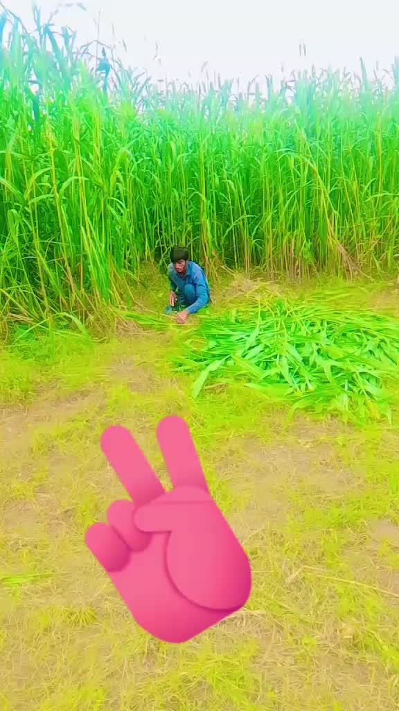 @phulloo official