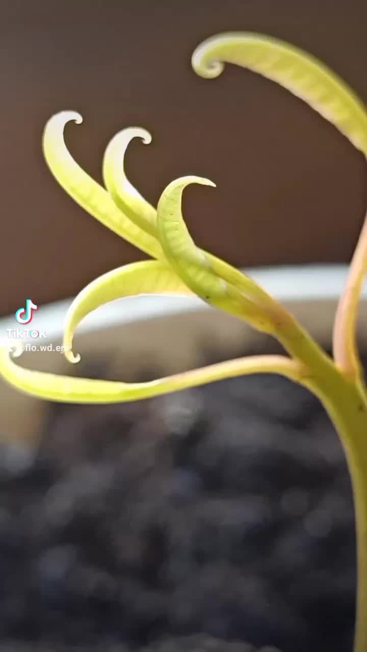 @flo.wd.ers