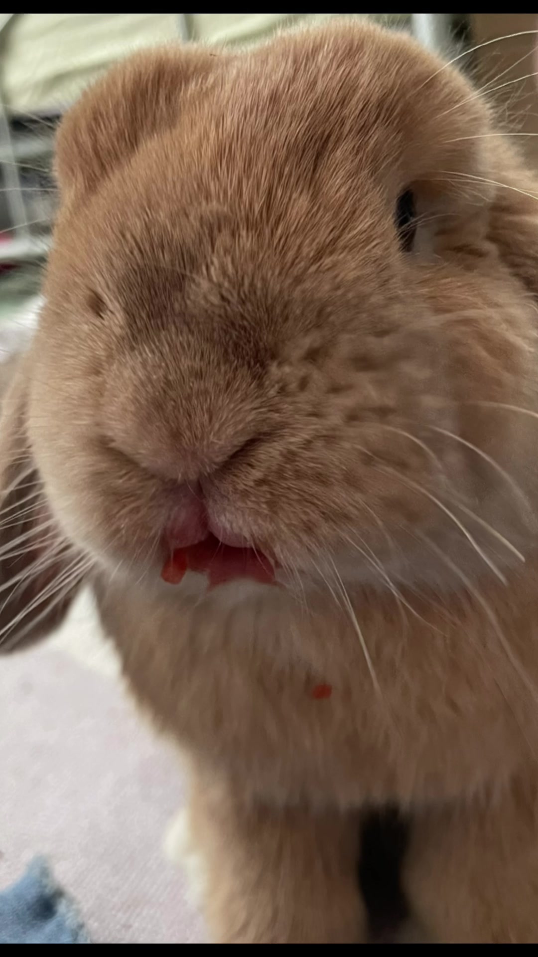 @Otis the Bunny