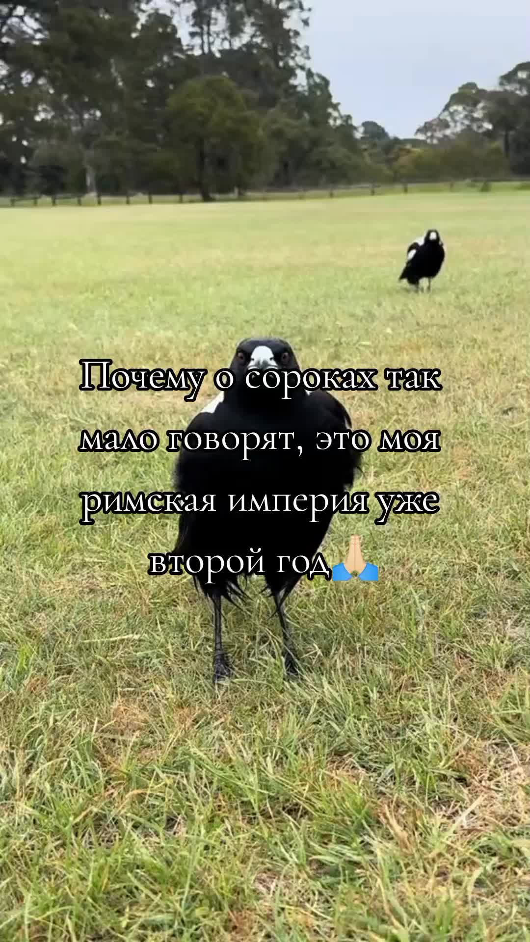 @Дейкн🐙🐇