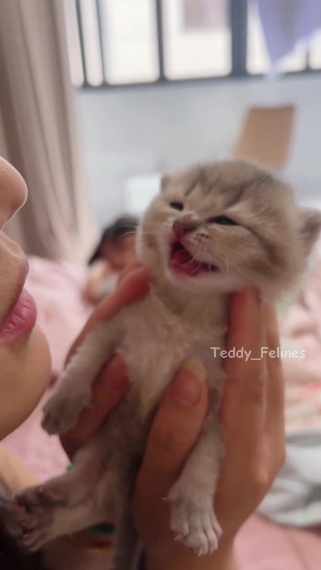 @Teddy_Felines 🧸🐾