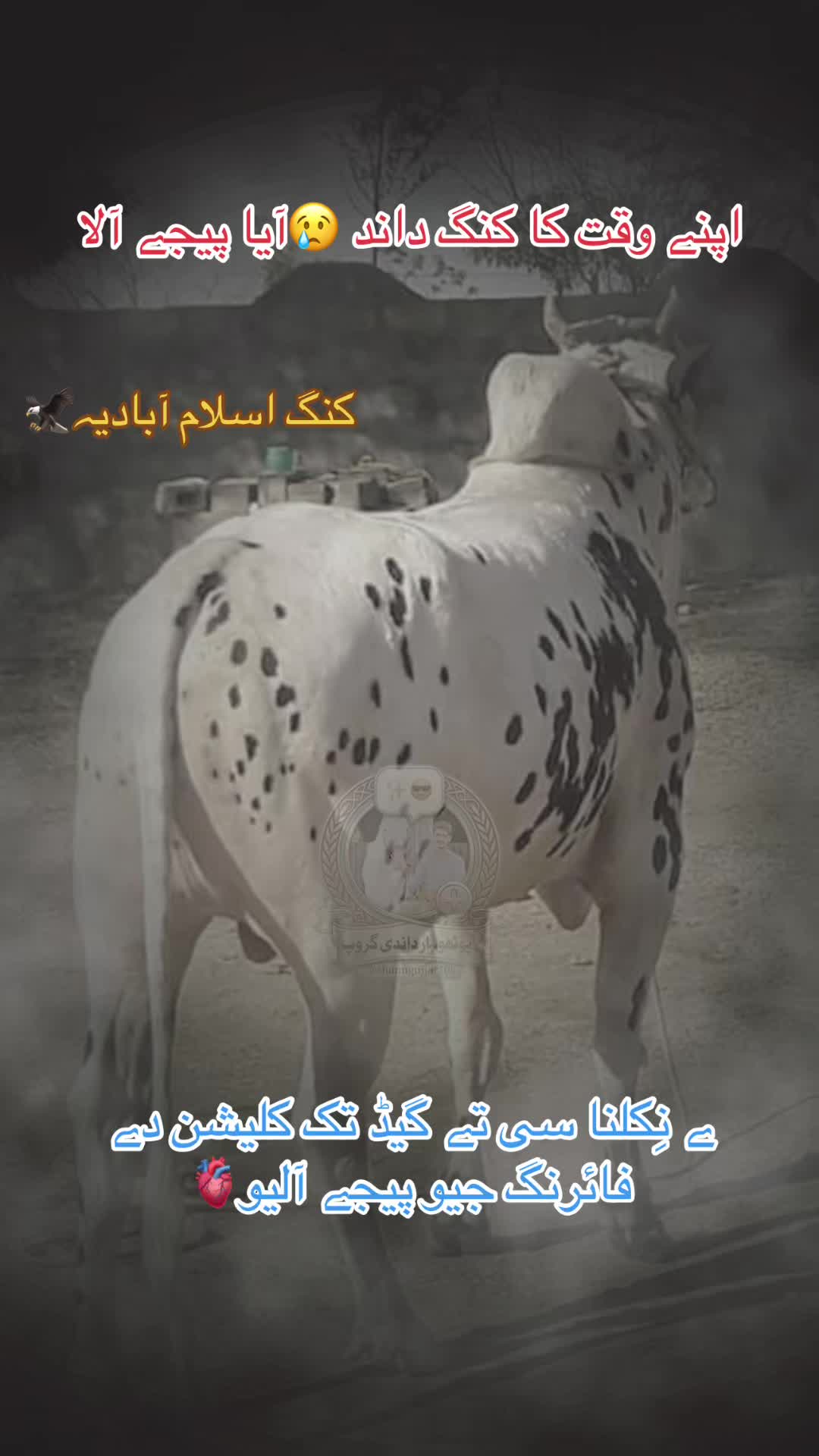 @👑💫پوٹھوہار داندی گروپ⚡️👑