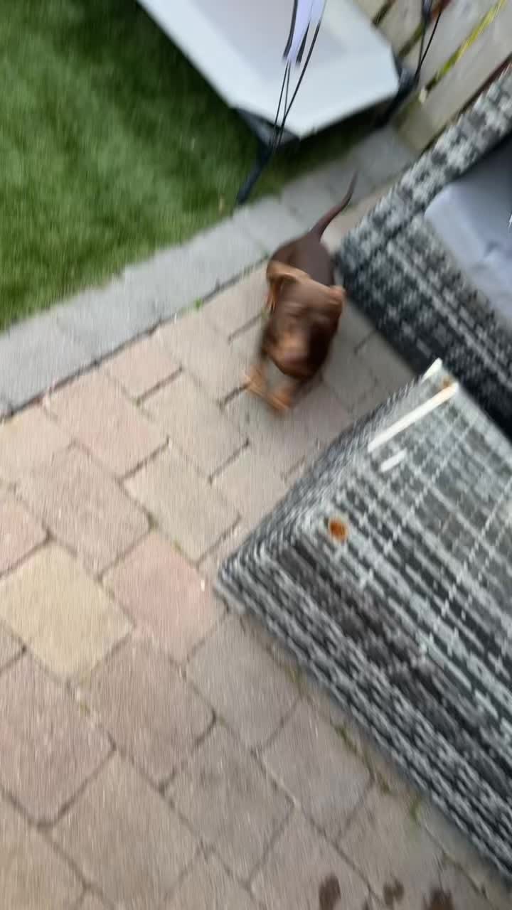 @ciciolive_mini_weiners