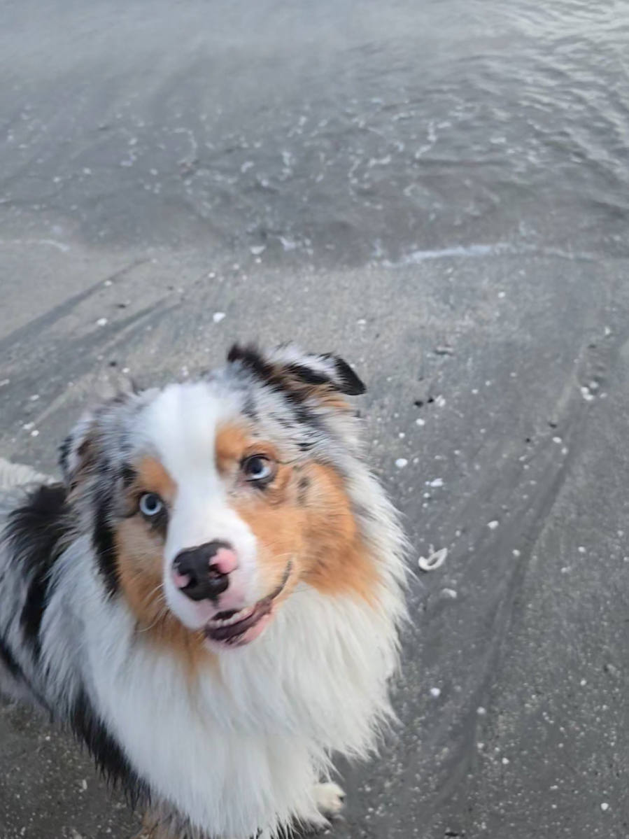 @mr.montytheaussie