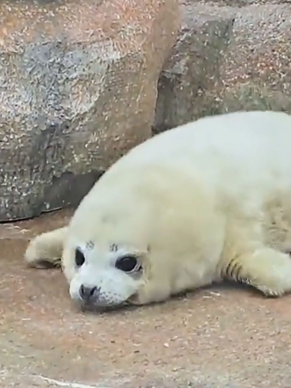 @🩷🎀 seal 🦭🩷