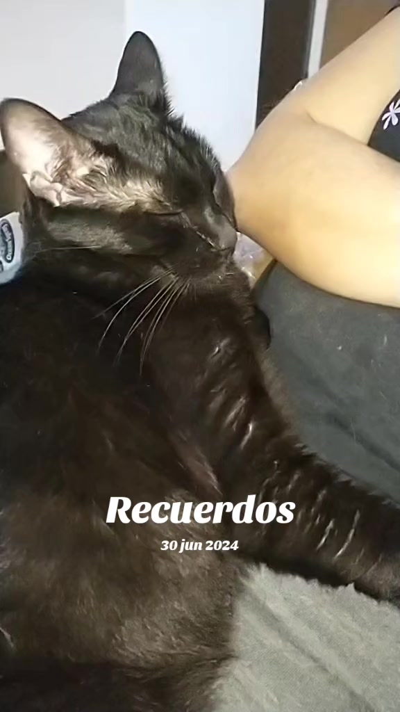 @petuchis