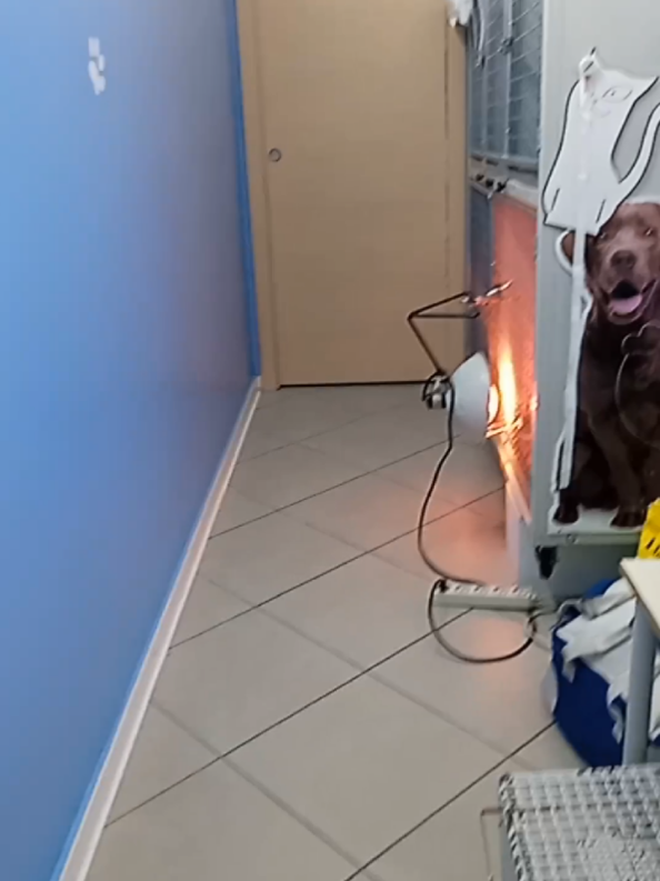 @dr.Giuseppe Vet