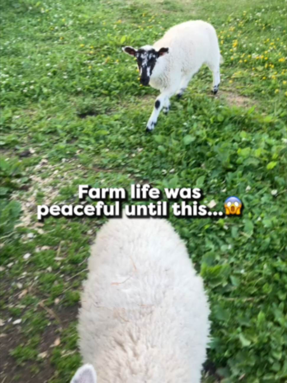 @Go Fetch