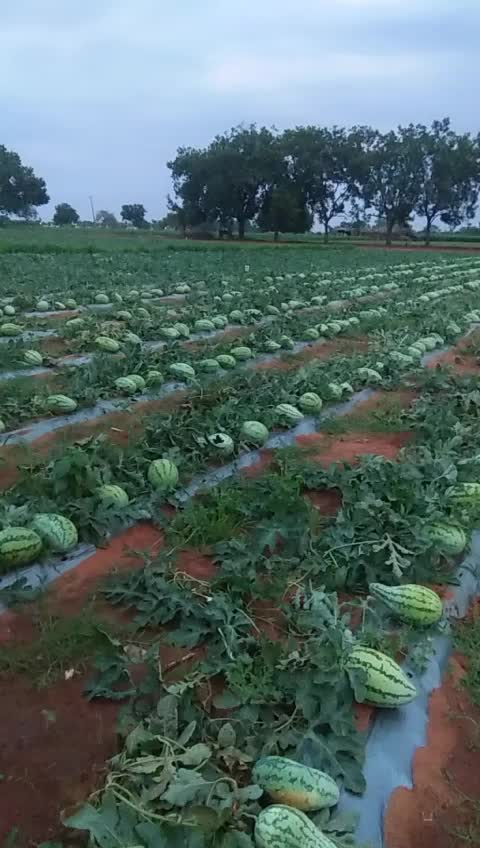 @user4530783628457