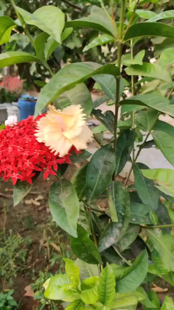 @Praveen Jayaramaraju