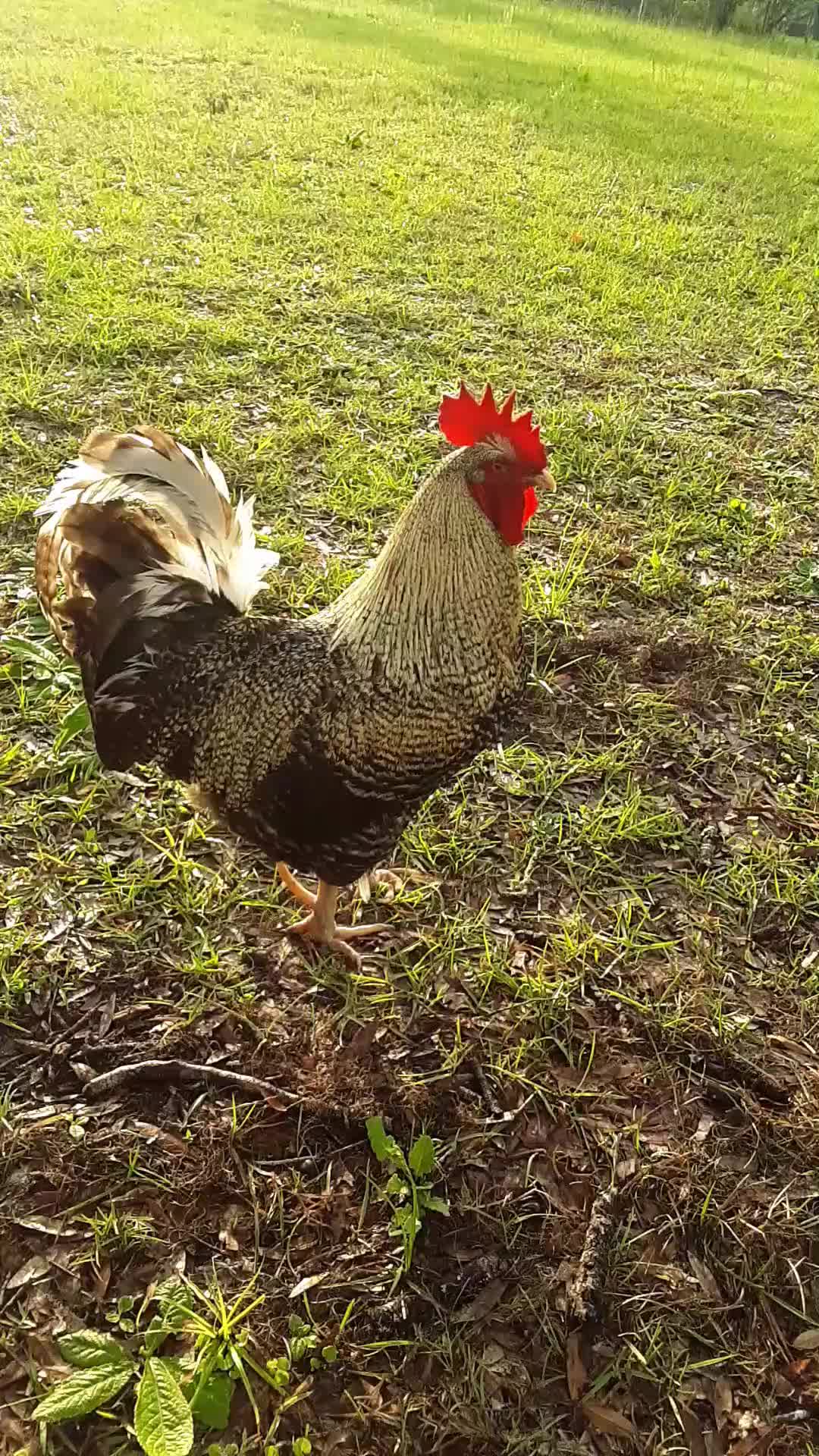 @factsanimal0