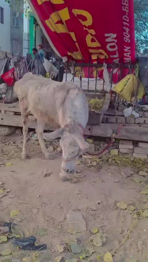 @dr.nirajsandhu.999