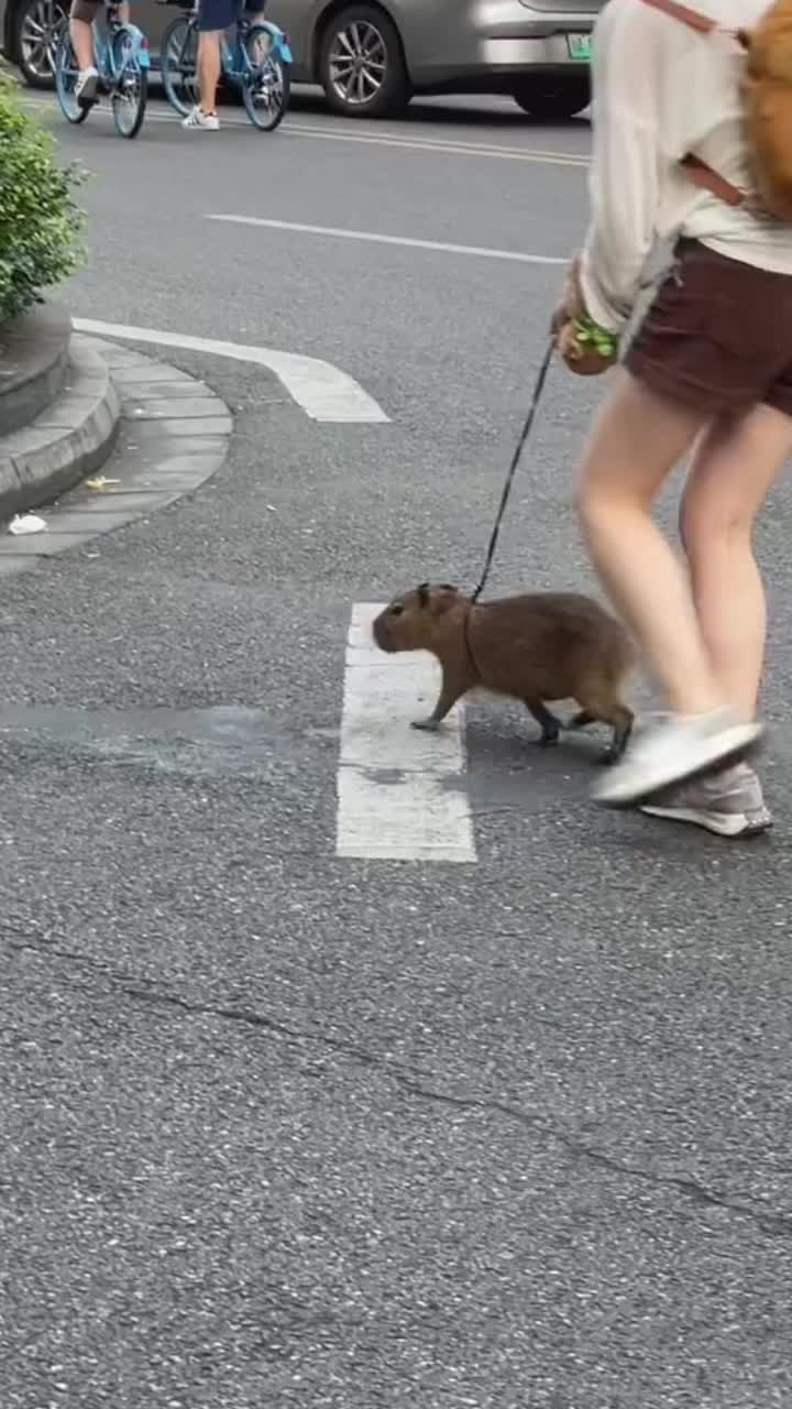 @CaPyBaRa