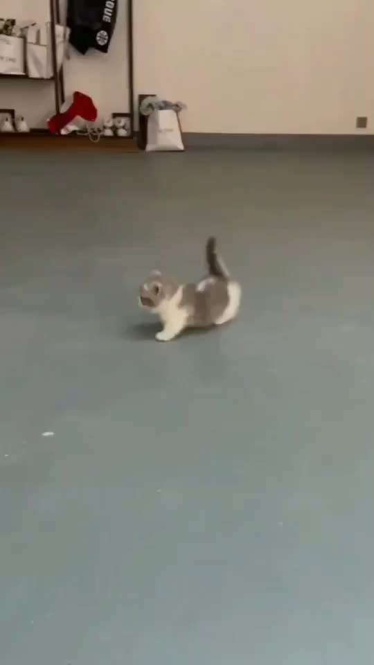 @cutecatterr