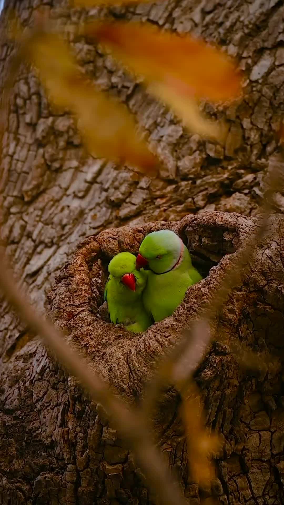 @Ameerabu