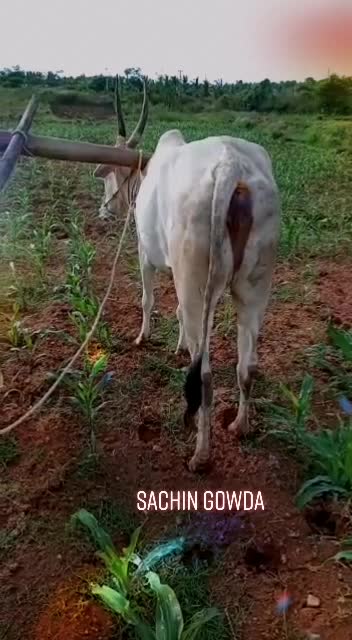 @🐂Sachin8453847757🐂