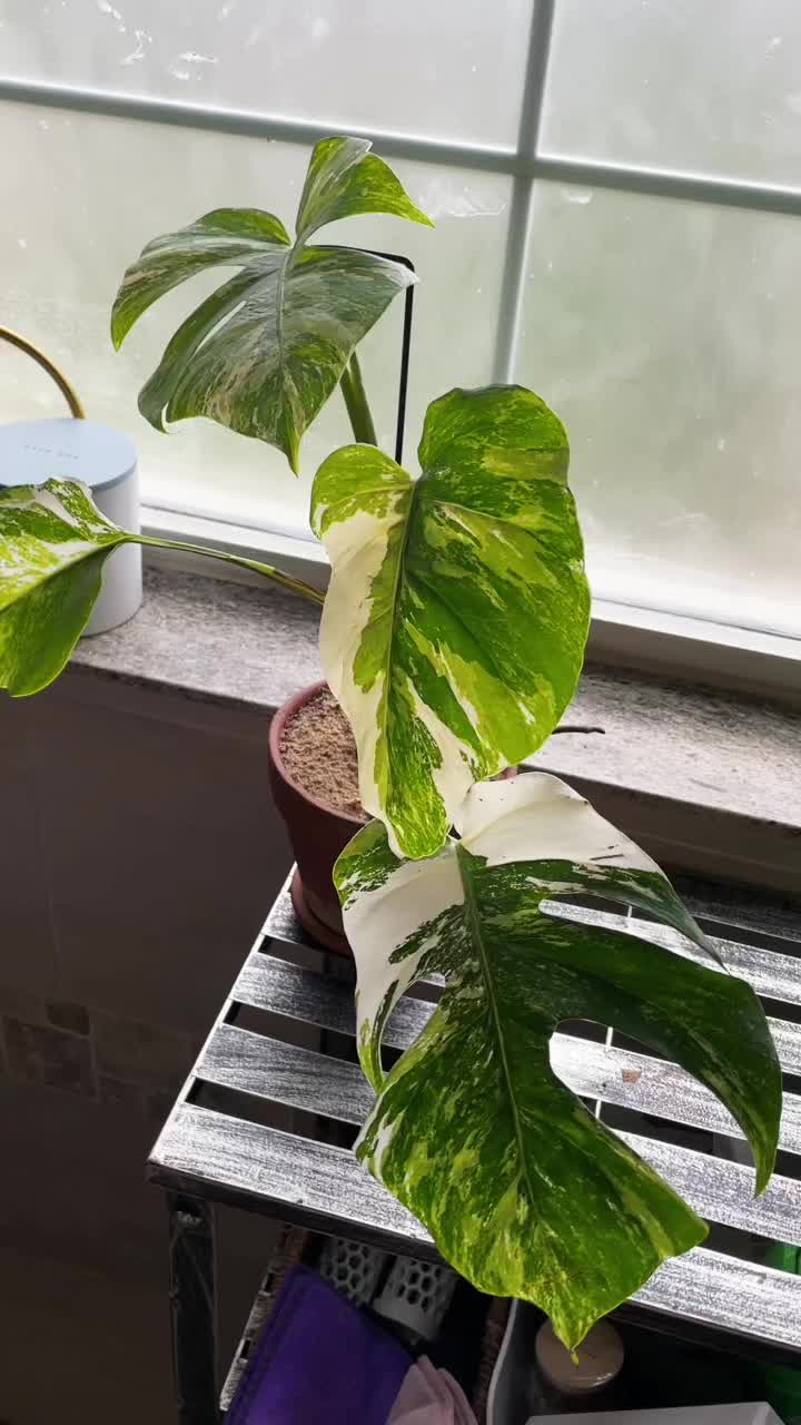 @Monstera Mom